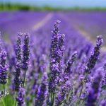 Beginner Gardeners: 10 Plants You Can’t Kill (Seriously!)