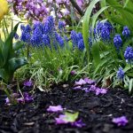 Perennials or Annuals? Here’s How to Decide What Your Garden Needs