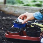 How to Start a Vegetable Garden (Even if You’ve Never Planted a Thing)