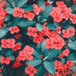 The Best Way to Attract Pollinators to Your Garden