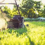 Seasonal Garden Tips: Fertilizing, Pruning, and Pollination